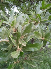 Quercus deserticola