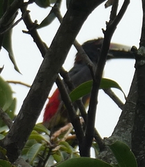 Pteroglossus torquatus