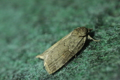 Nycteola asiatica