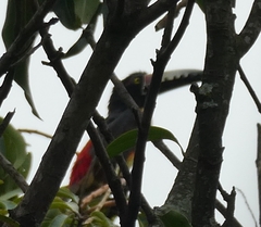 Pteroglossus torquatus