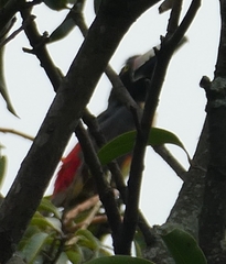 Pteroglossus torquatus