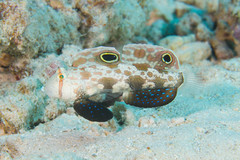Signigobius biocellatus