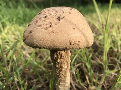 Saproamanita manicata