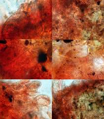 Anthracobia macrocystis