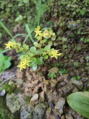 Sedum bulbiferum