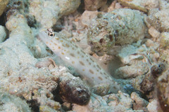Ctenogobiops pomastictus