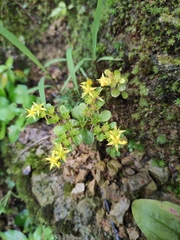 Sedum bulbiferum