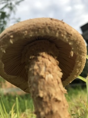 Saproamanita manicata