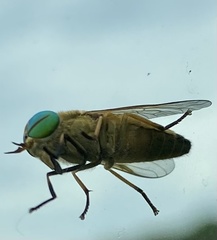 Tabanus nigrovittatus