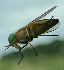 Tabanus nigrovittatus