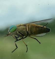 Tabanus nigrovittatus