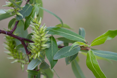 Salix arbusculoides