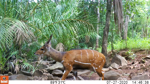 Tragelaphus scriptus scriptus