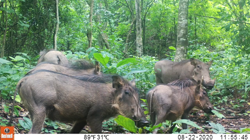 Northern Warthog