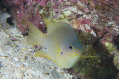 Pomacentrus amboinensis