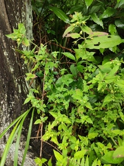 Lysimachia melampyroides