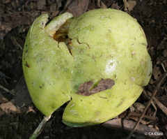 Passiflora edulis flavicarpa