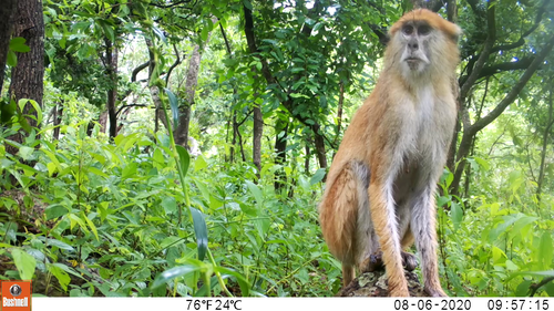 Western Patas Monkey