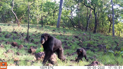 Pan troglodytes verus