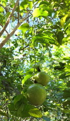 Passiflora edulis flavicarpa