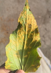 Coleosporium campanulae