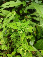 Lysimachia melampyroides