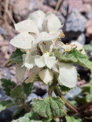 Lamium tomentosum