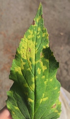 Coleosporium campanulae