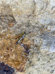 Dendrotettix quercus