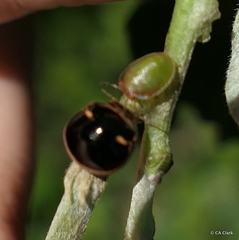 Coptosoma xanthogramma