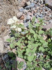 Lamium tomentosum