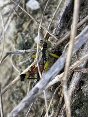 Dendrotettix quercus