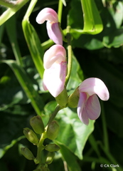 Canavalia cathartica