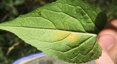 Coleosporium campanulae