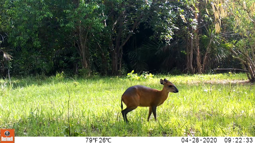 Red-flanked Duiker