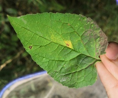 Coleosporium campanulae