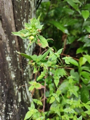 Lysimachia melampyroides