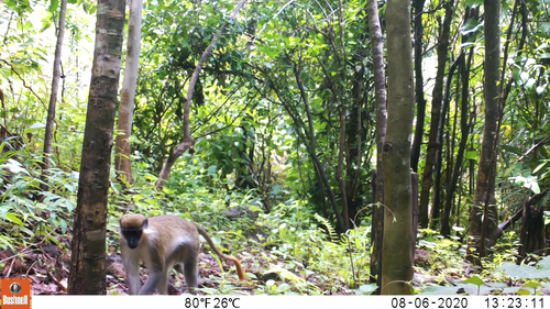 Green Monkey