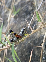 Dendrotettix quercus