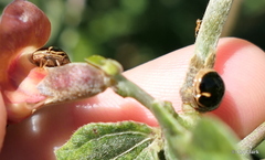 Coptosoma xanthogramma