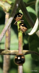 Coptosoma xanthogramma