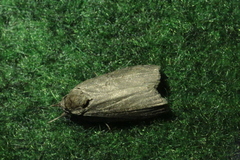 Nycteola asiatica