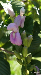 Canavalia cathartica