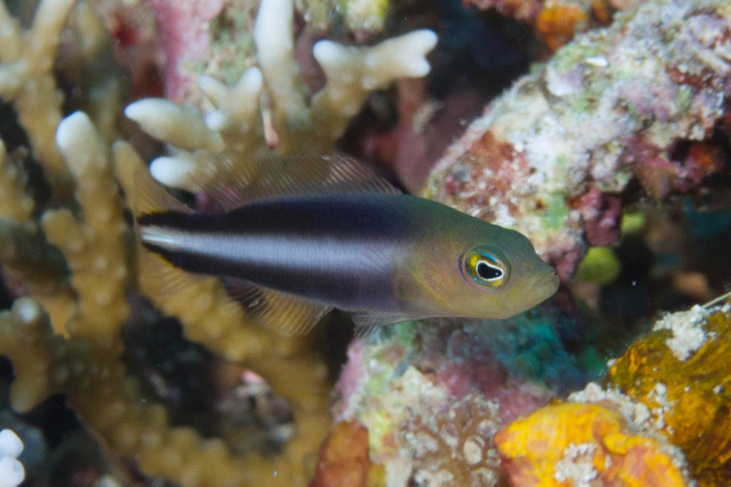 Two-Lined Dottyback
