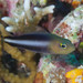 Doublestriped Dottyback - Photo (c) Mark Rosenstein, some rights reserved (CC BY-NC), uploaded by Mark Rosenstein