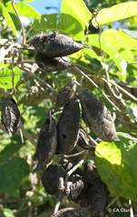 Canavalia cathartica