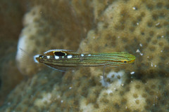 Koumansetta rainfordi