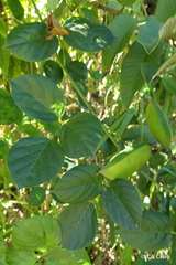 Canavalia cathartica