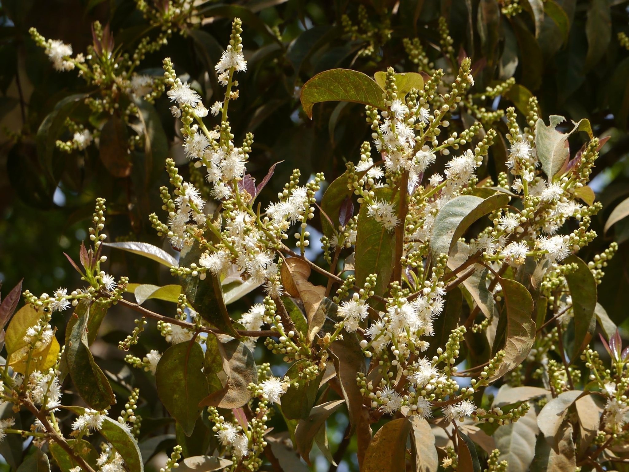 Symplocos acuminata (Blume) Miq.