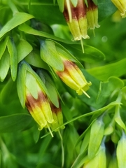 Cerinthe